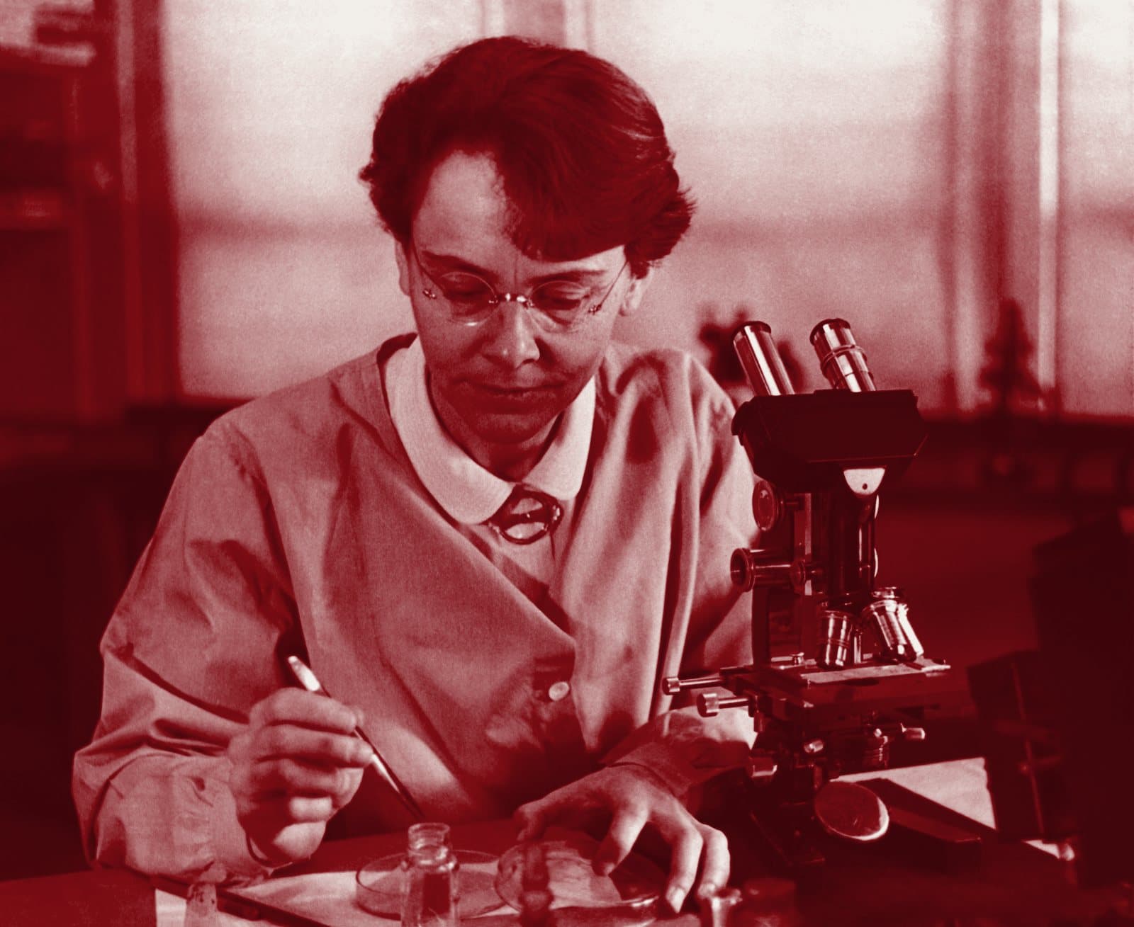 Barbara McClintock, geneticist, working at her microscope in 1947