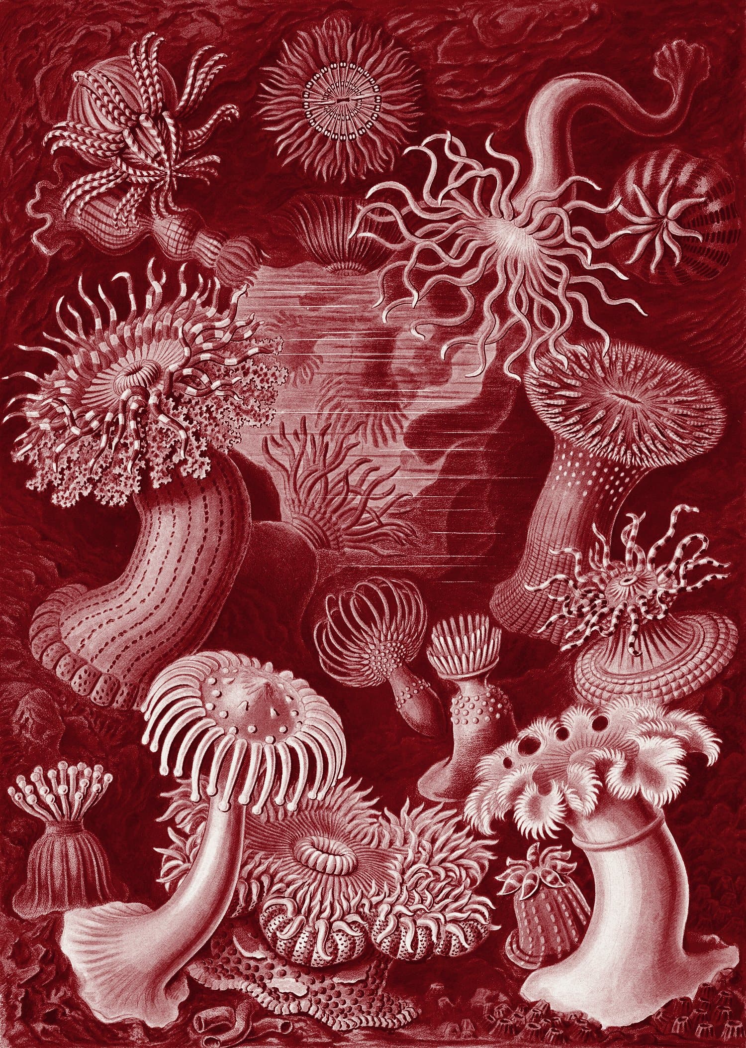 Ernst Haeckel plate of sea anemones, printed in oxblood ink