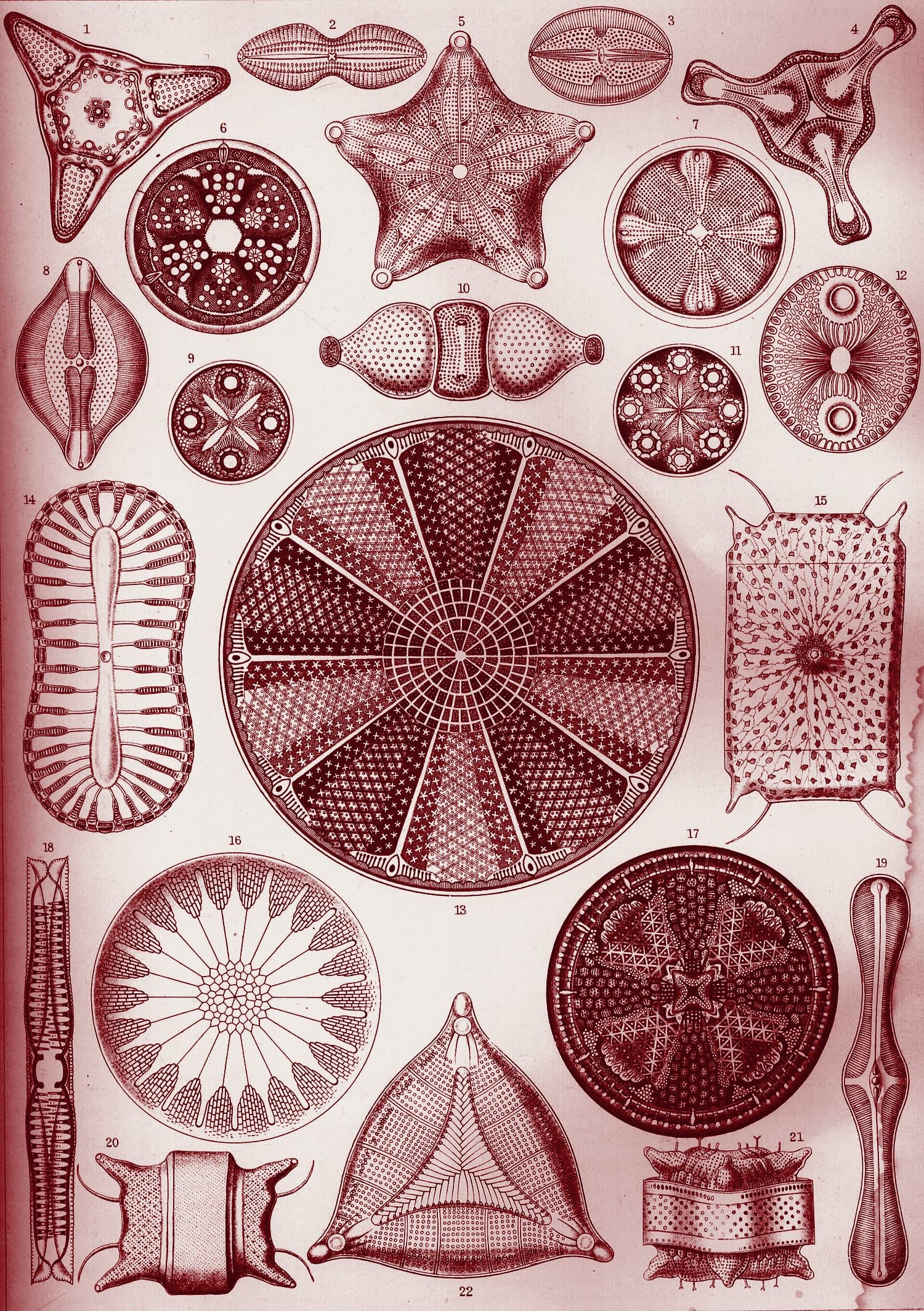 Ernst Haeckel plate of sea anemones, printed in oxblood ink