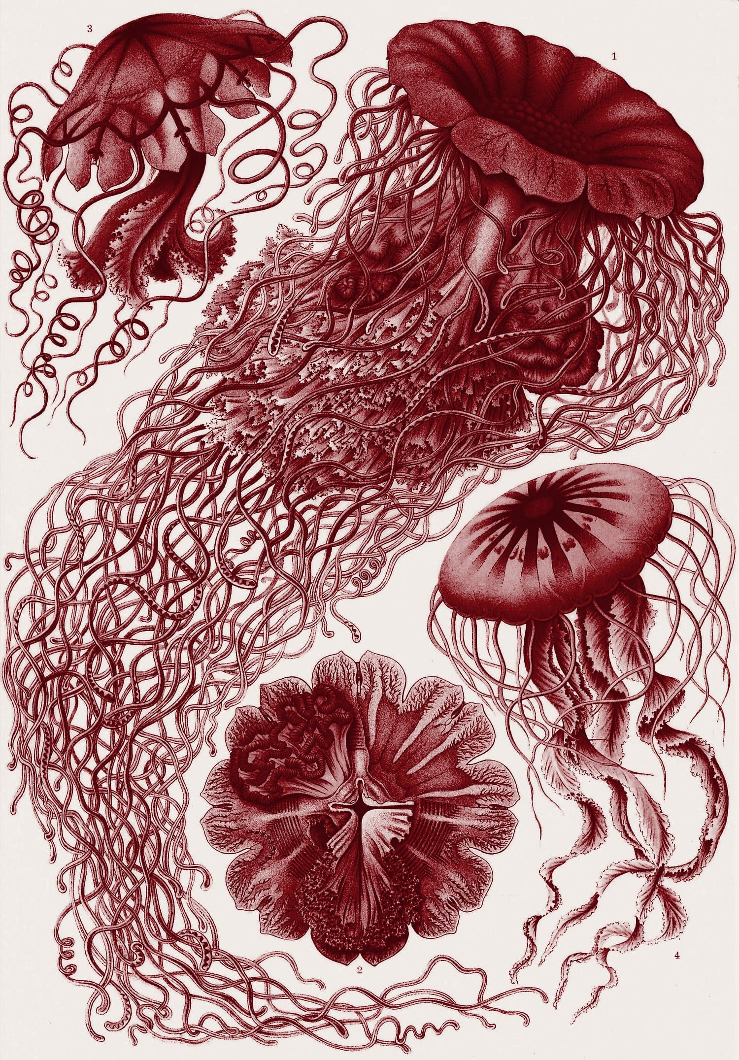 Ernst Haeckel plate of jellyfish, printed in oxblood ink