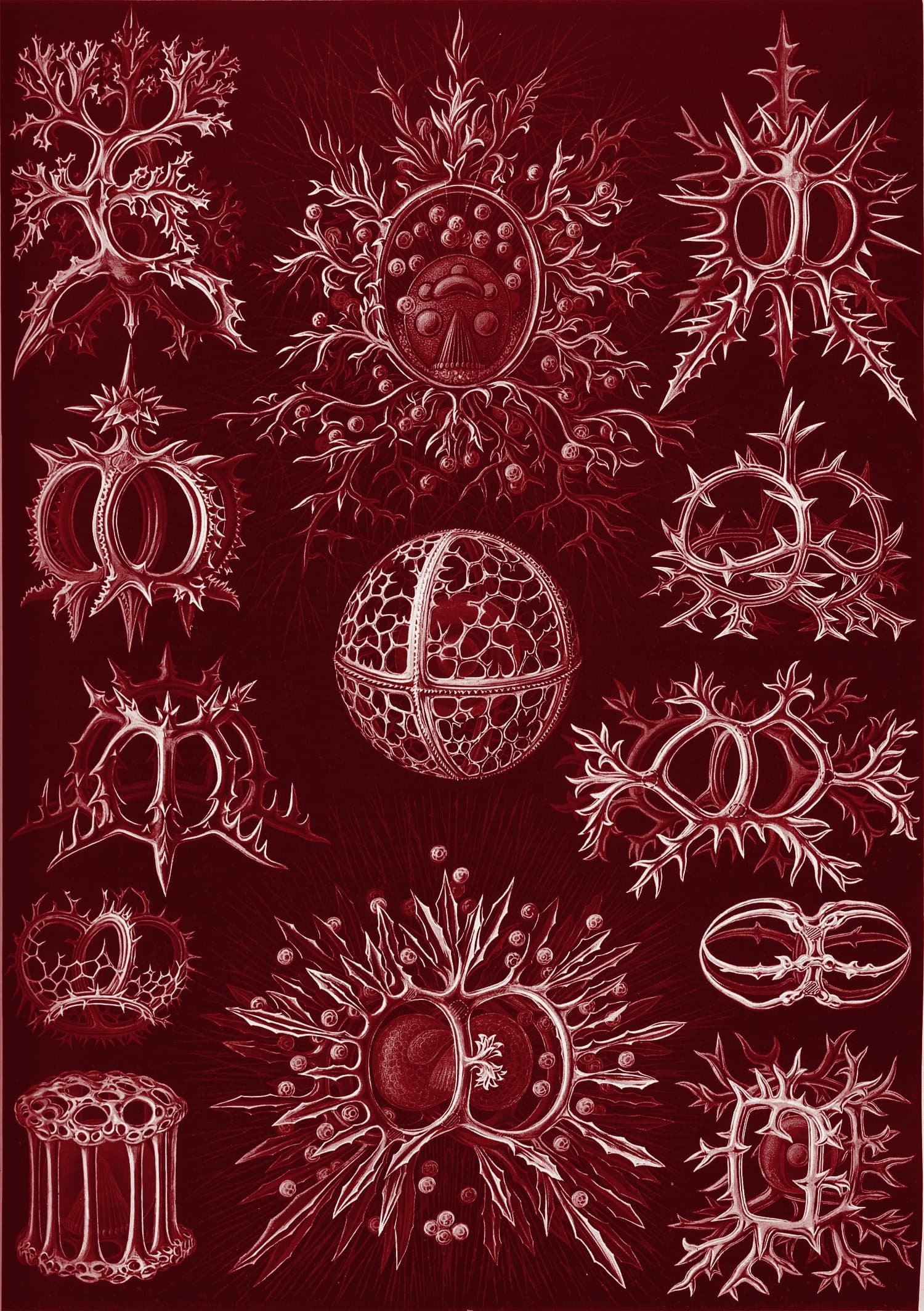 Ernst Haeckel plate of radiolarians, printed in oxblood ink