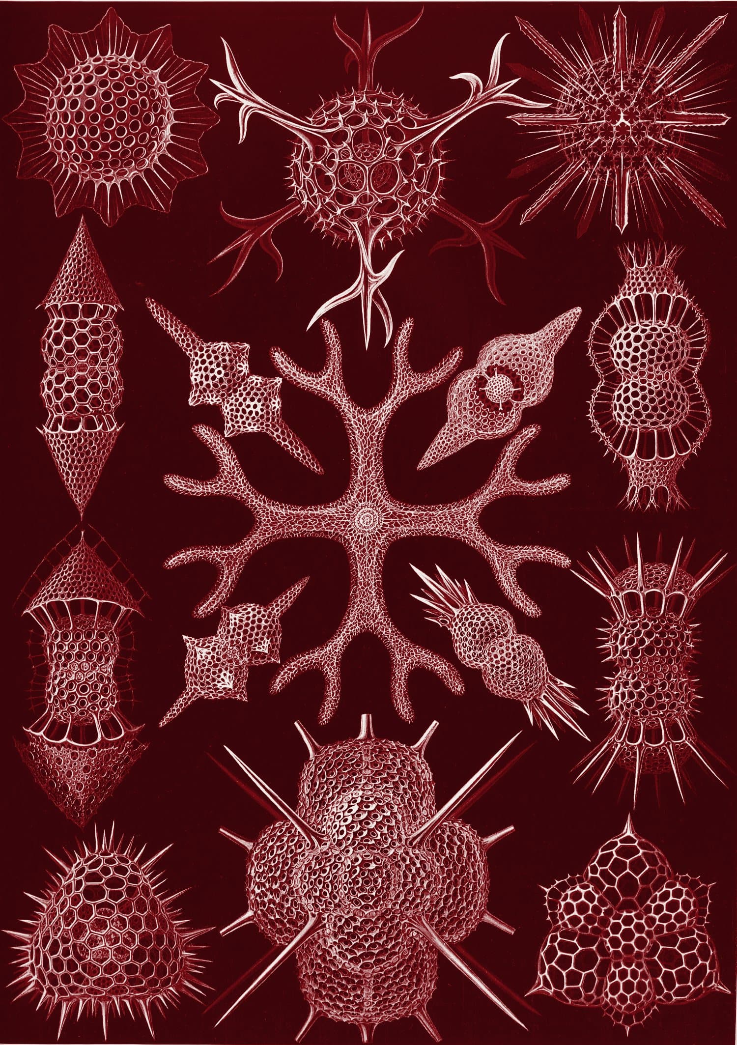 Ernst Haeckel plate of radiolarians, printed in oxblood ink
